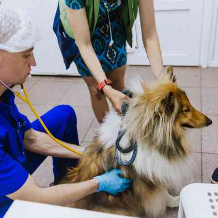 Ветеринар на дом для лечения собаки